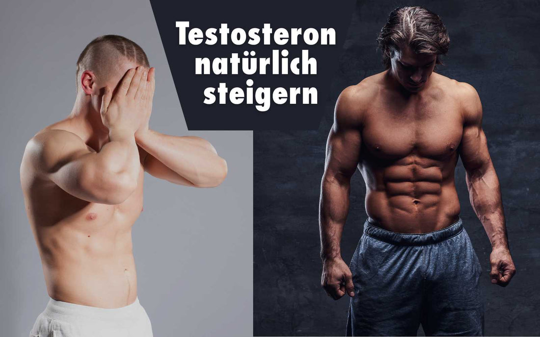 Testosteron steigern – Natürlich, gezielt und wirksam für Männer